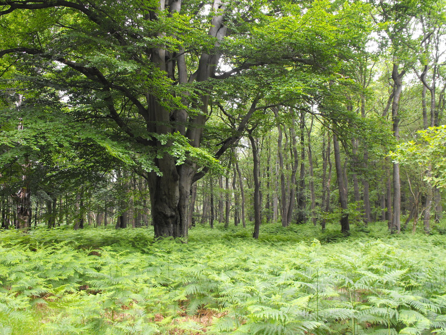 Sommer in Küstenwald und Moor